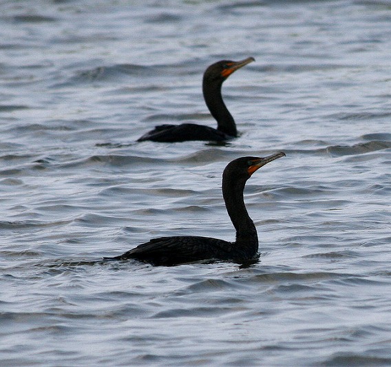 synchronized swimming animals 15