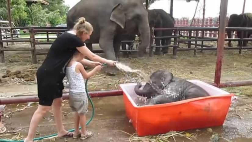 象の赤ちゃんの水遊び