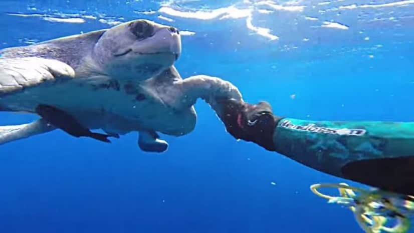 ロープを外してくれてありがとう 助けてくれたダイバーといっしょに泳ぐウミガメ カラパイア