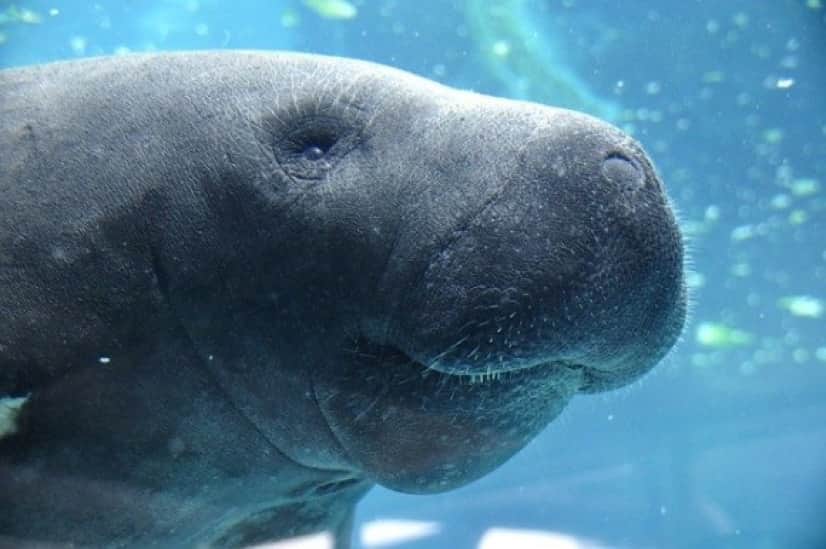 manatee-1079929_640_e
