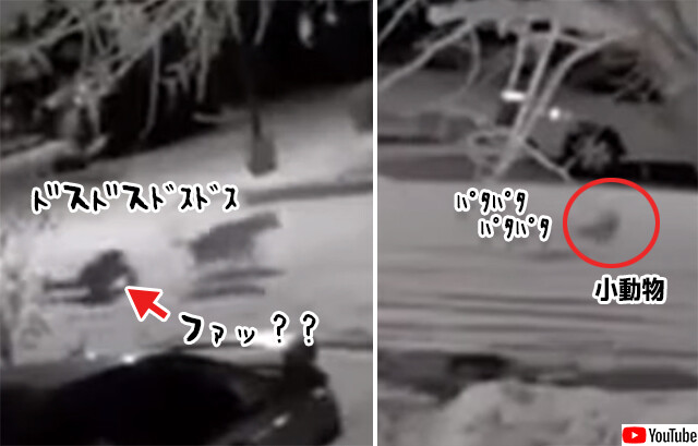 コントかな？雪の中の犬の散歩が大変な件