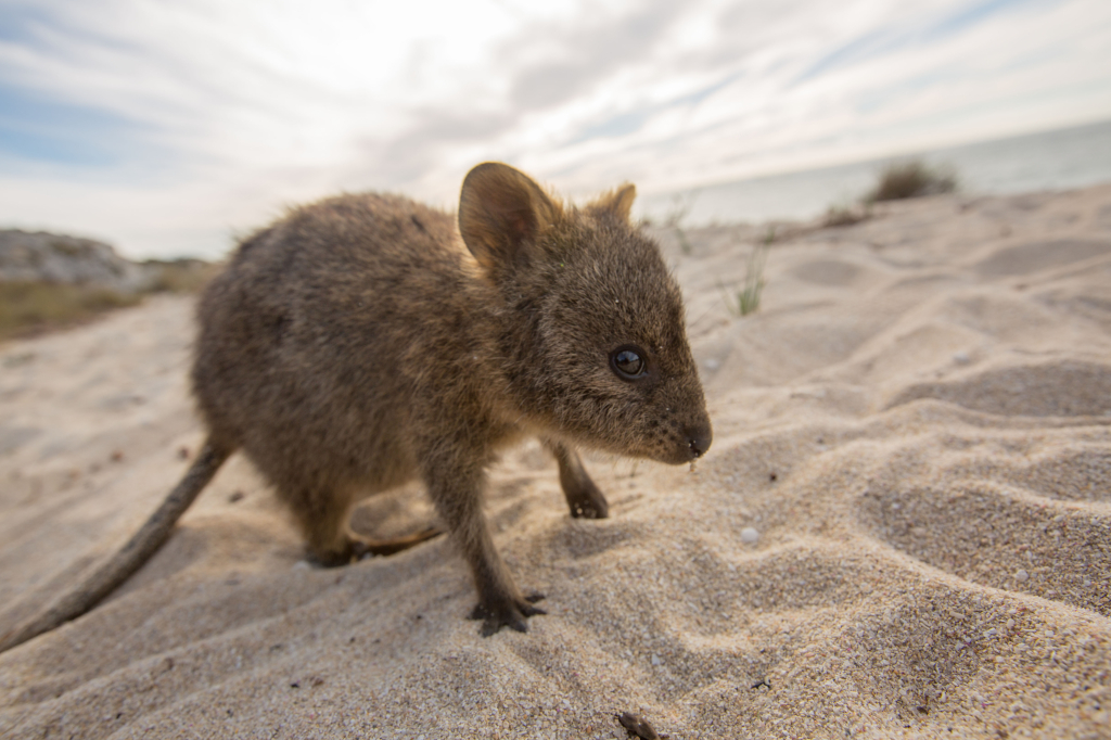 世界一幸せそうな動物 クアッカワラビーに元気をもらおう カラパイア