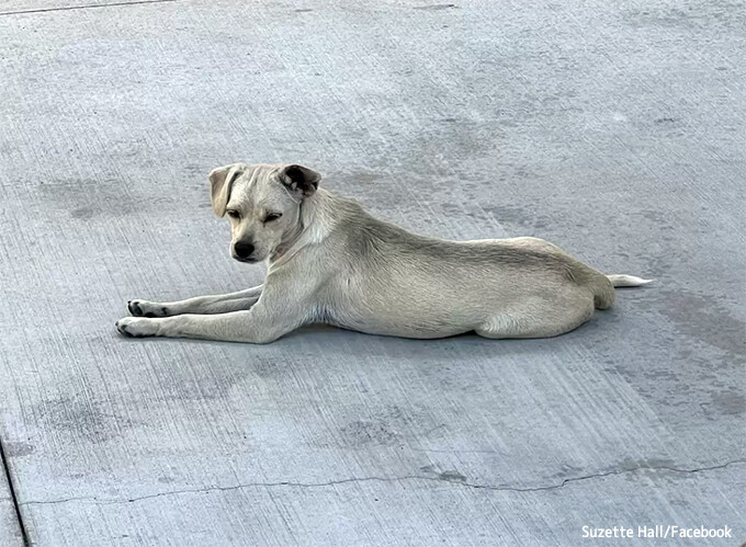 飼い主が緊急搬送された病院で、帰らぬ主人を待ち続けた犬。10日後に保護される