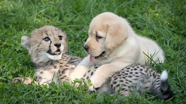 犬ってやっぱりすごい 犬と過ごすことでチーターの緊張と恥ずかしがりが改善されるらしい カラパイア