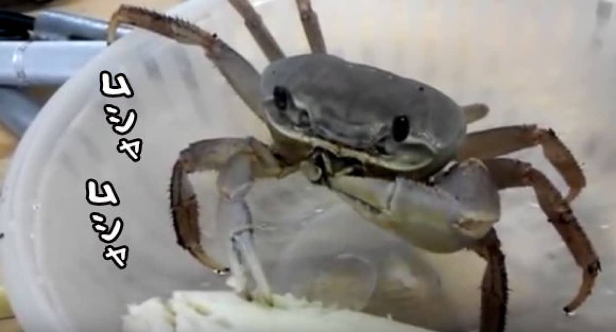 カニって実はすごくかわいいって知ってた 飼うとわかる癒し系キャラ カニにバナナを与えてみた カラパイア