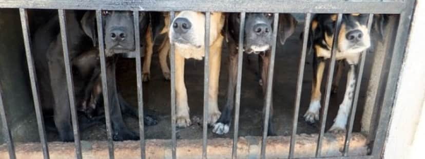 dogs-656767_640_e