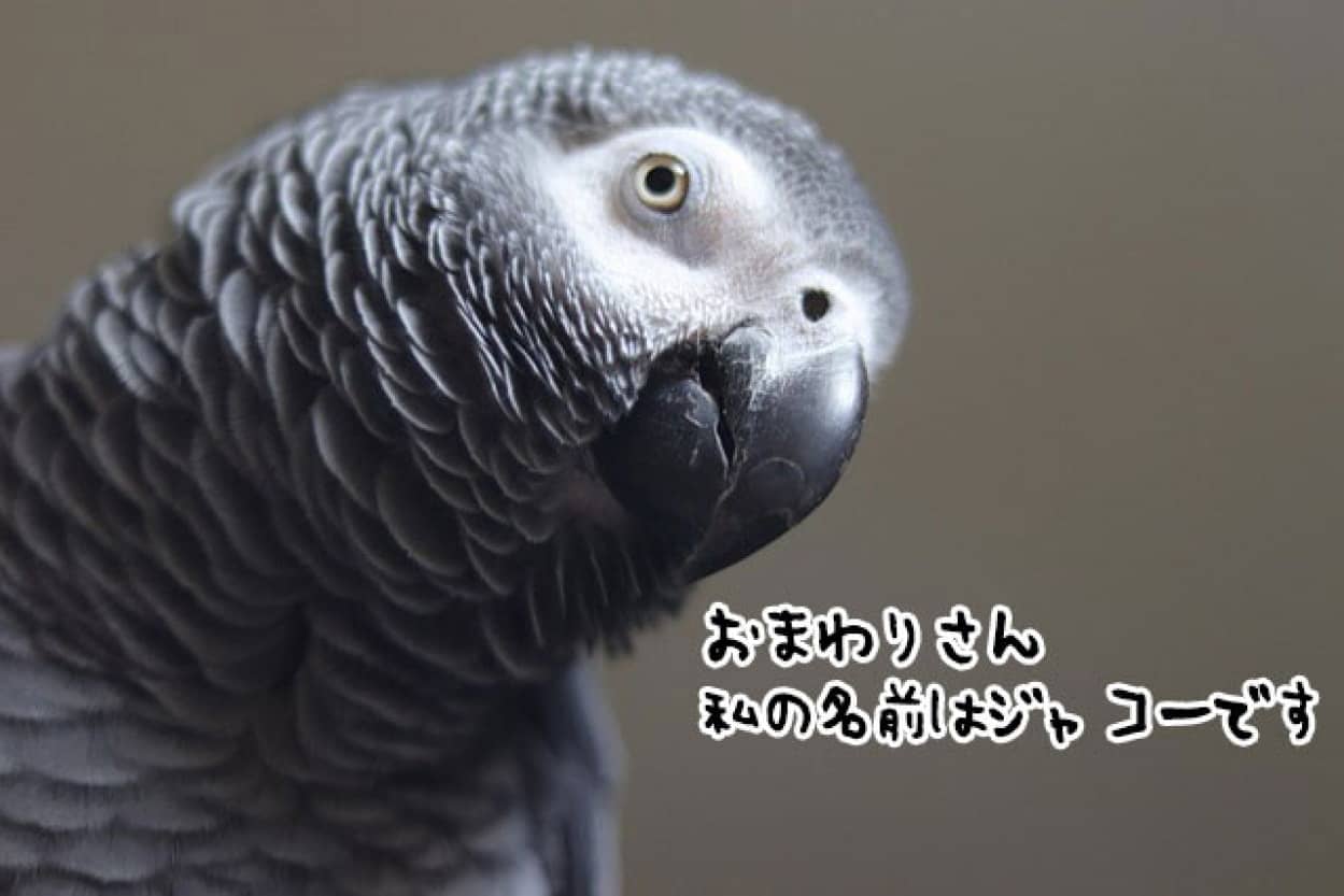 誘拐されたオウムが警察で自分の名前を告げ無事飼い主の元へno title