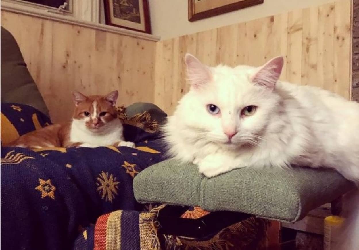 猫・飼い主・猫の三角関係ラブストーリー