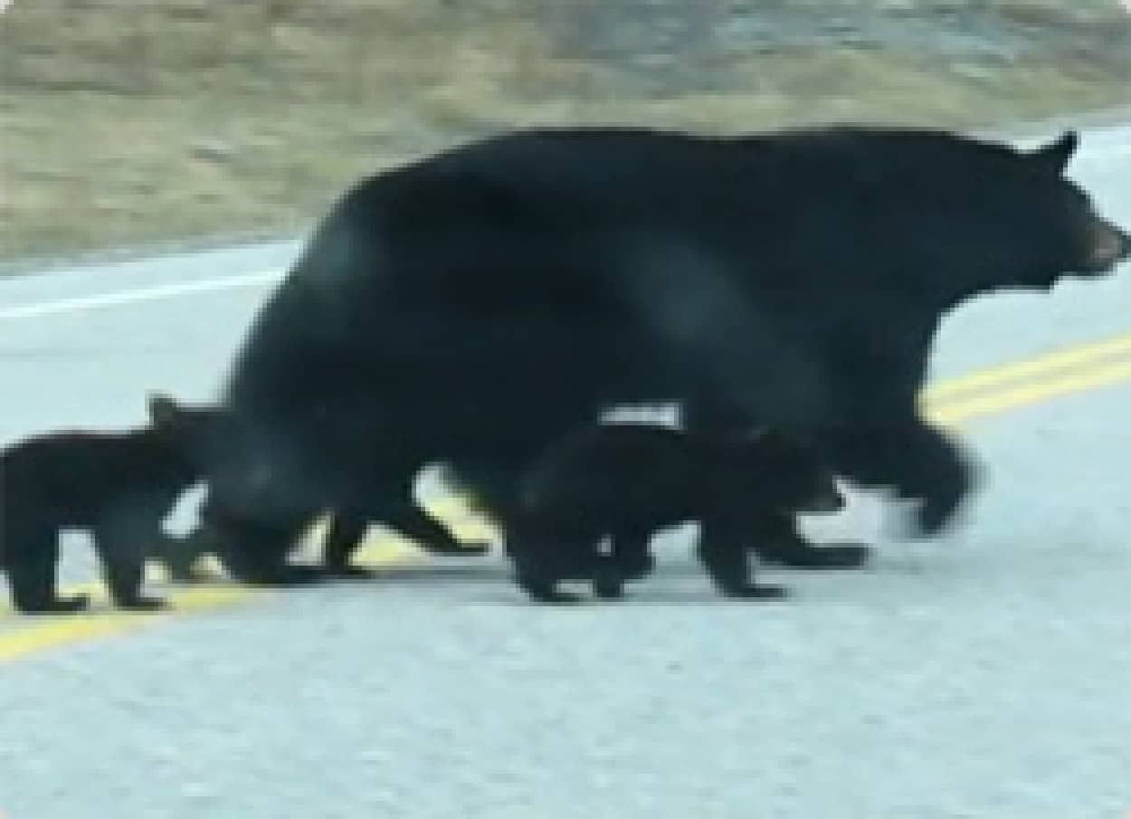 3匹の小熊を従えて道路を渡る黒クマのおかあさん カナダ カラパイア 3匹の小熊を従えて道路を渡る黒クマのおかあさん カナダ カラパイア