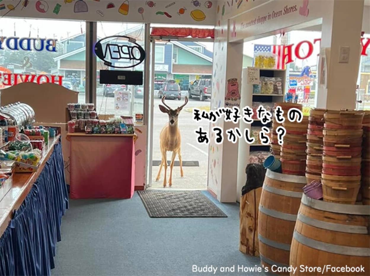 キャンディーショップに鹿が来店