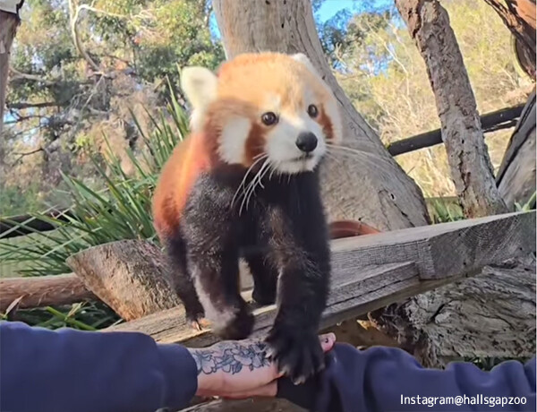 動物たちの前で人間が手と手を合わせるとどうなるか？ハンズイン・チャレンジに動物園が参戦！