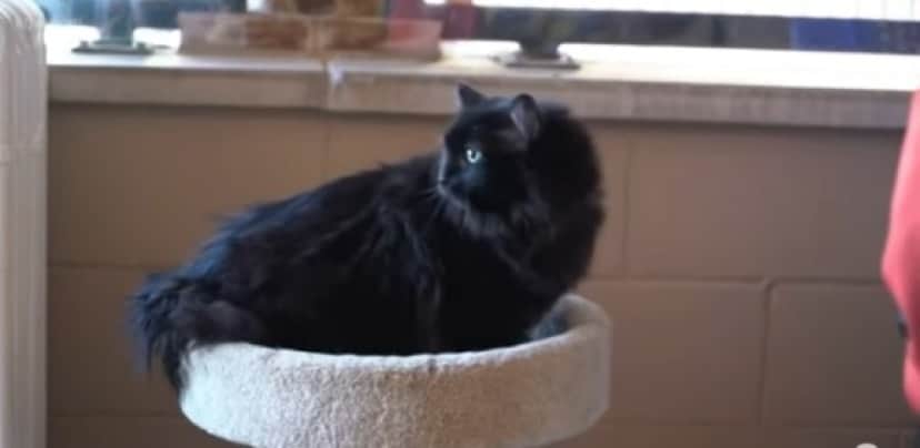 cat3_e