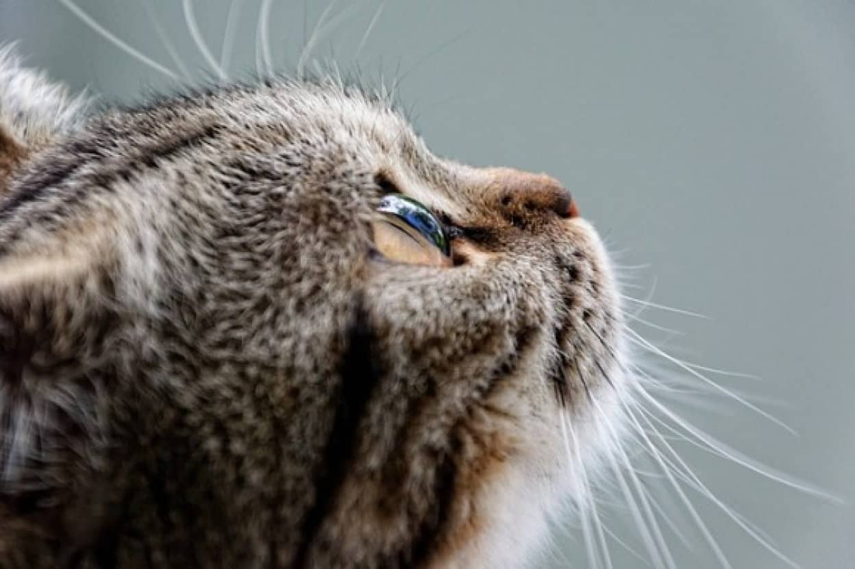 cat-2435021_640_e