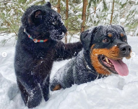 母親に捨てられた黒豹の赤ちゃん、飼い犬と深い絆を結び犬化が加速中（シベリア）