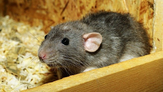 rat-3534317_640
