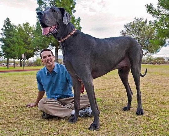 ２メートルを超える世界一大きい犬 グレート デーンの ジョージ さんがついにギネスレコードに公認される カラパイア