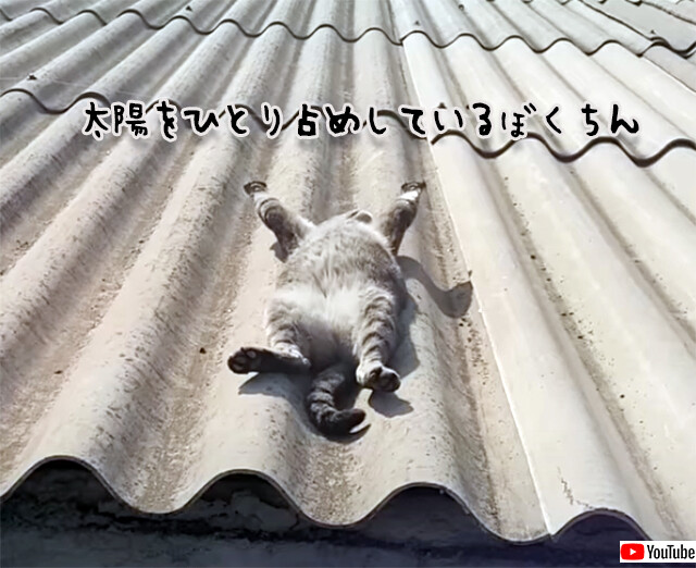 ヘソ天で両手両足を広げ、屋根の上で太陽光充電する猫