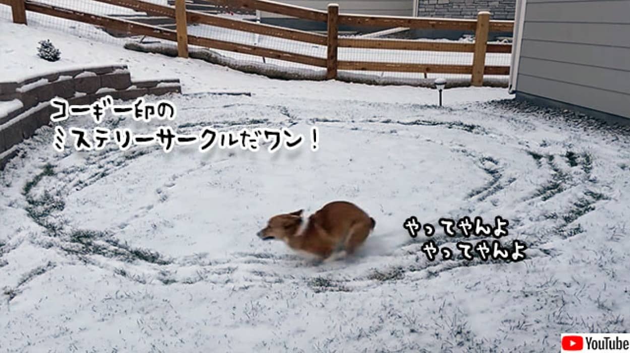 コーギーが雪でミステリーサークルを作る