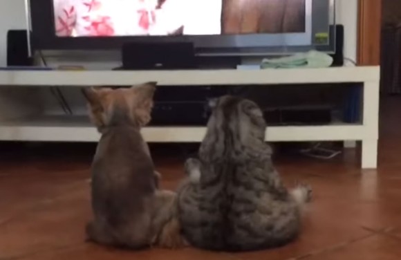 ヒト化が進む。犬と猫が仲良くならんで座りながらのテレビ鑑賞