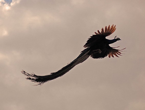 これぞ火の鳥 クジャク 空を飛ぶ 画像 動画 カラパイア