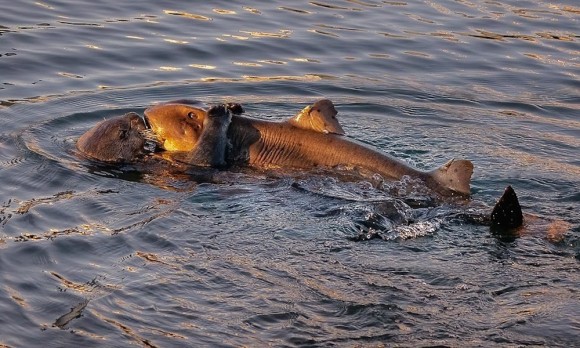 ラッコがサメを捕食！？カリフォルニア沖でサメを抱きしめるラッコの姿が捉えられる（アメリカ）