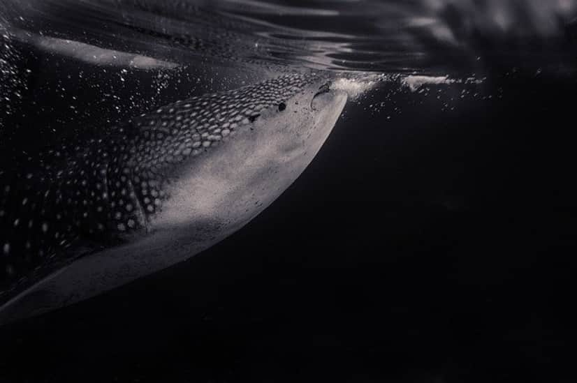 whale-shark-2564091_640