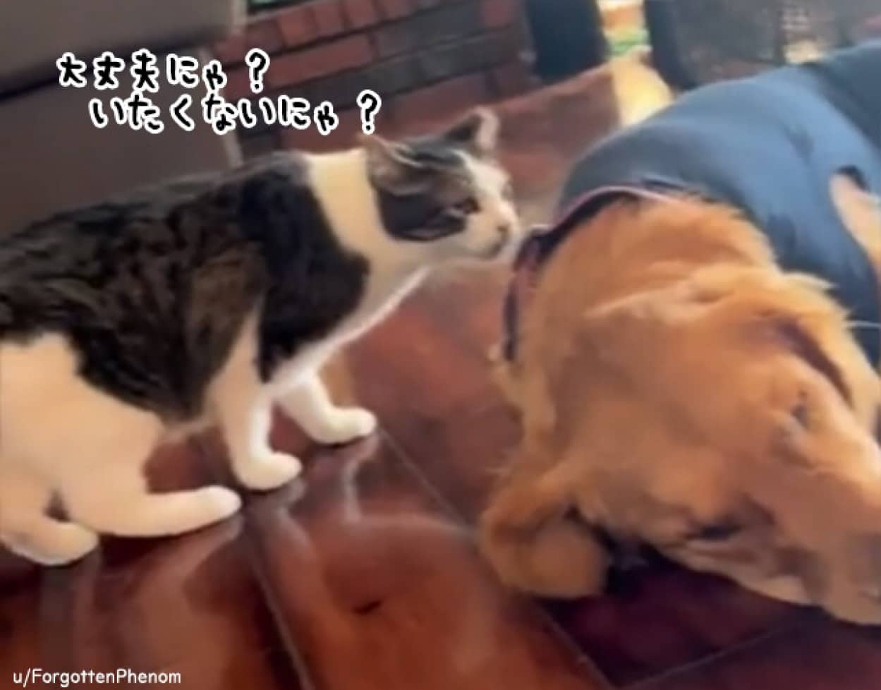 病院から帰ってきた犬を心配する猫