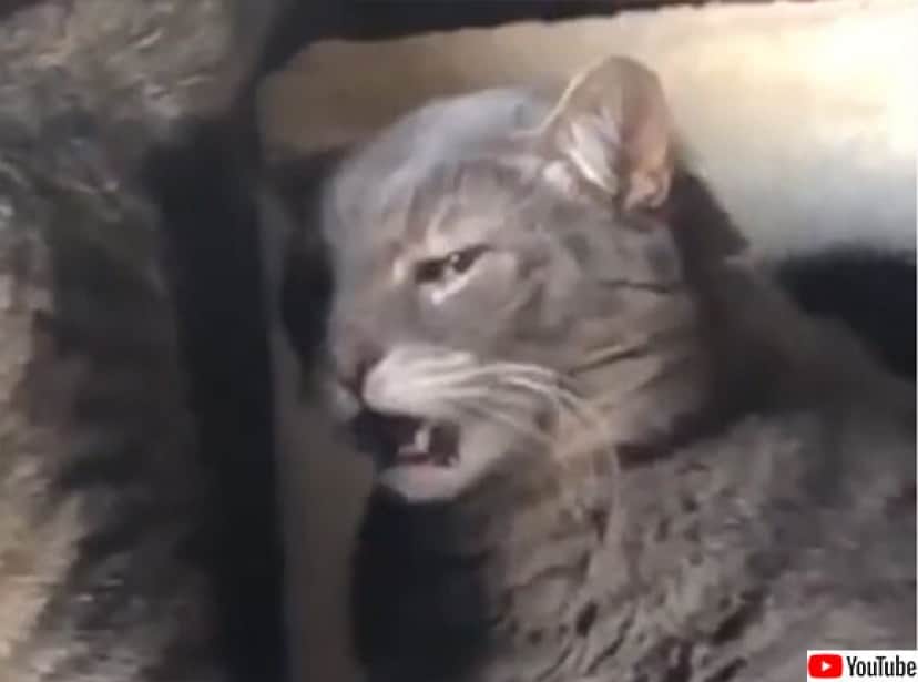 嗅がせてくれるのは親愛の証だけど これはキツかった 猫の顔がゆがむフレーメン反応 カラパイア 嗅がせてくれるのは親愛の証だけど これはキツかった 猫の顔がゆがむフレーメン反応 カラパイア