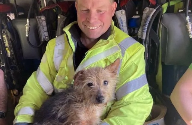 火災で死亡した飼い主に寄り添って離れなかった犬、救出した消防士の家族に迎えられる