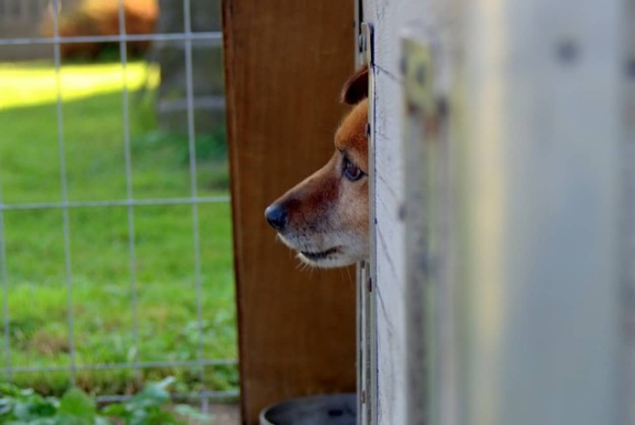 オーストラリアで動物虐待の罪が重くなる法案が可決