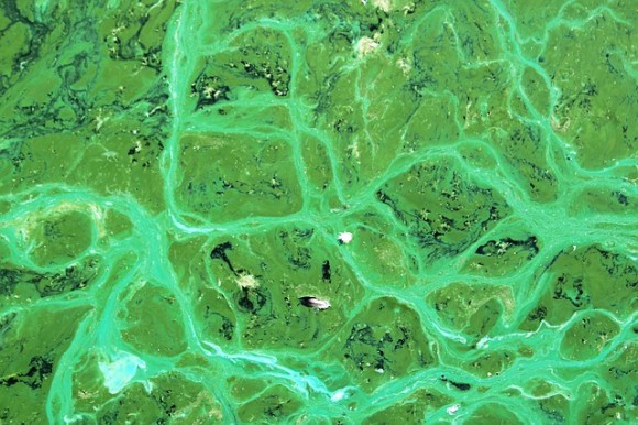 cyanobacteria-4469840_640_e