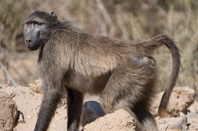 monkey-4427819_640