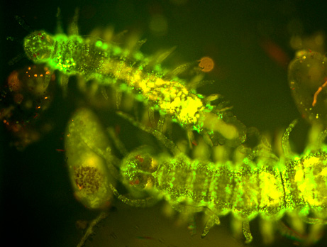 090415-01-glowing-green-worms_big