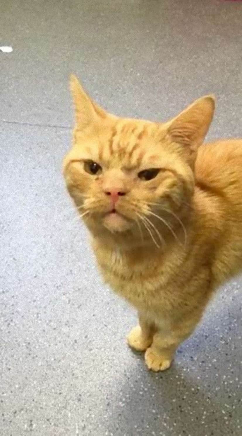 交通事故に巻き込まれた猫が保護される 愛嬌のあるふくれっ面が仕様の甘えん坊で人懐っこい猫だった イギリス カラパイア 交通事故に巻き込まれた猫が保護される 愛嬌のあるふくれっ面が仕様の甘えん坊で人懐っこい猫だった イギリス カラパイア