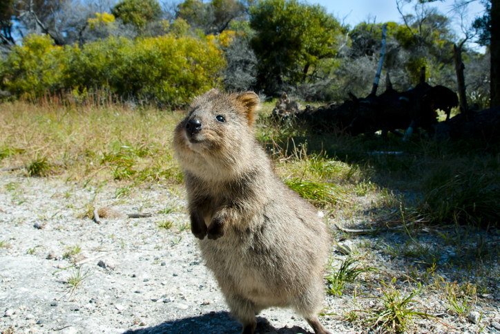 癒し効果絶大。かわいい動物たちを見てセロトニンの分泌をうながし心の平穏を保つ会