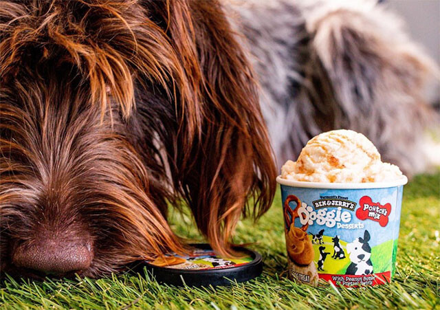 アイスメーカー「ベン&ジェリーズ」が犬用アイスを新発売