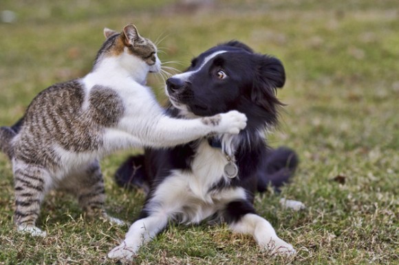 上下関係をきっちりさせようじゃないか 犬を完全に支配下においた猫たちの画像特集 カラパイア