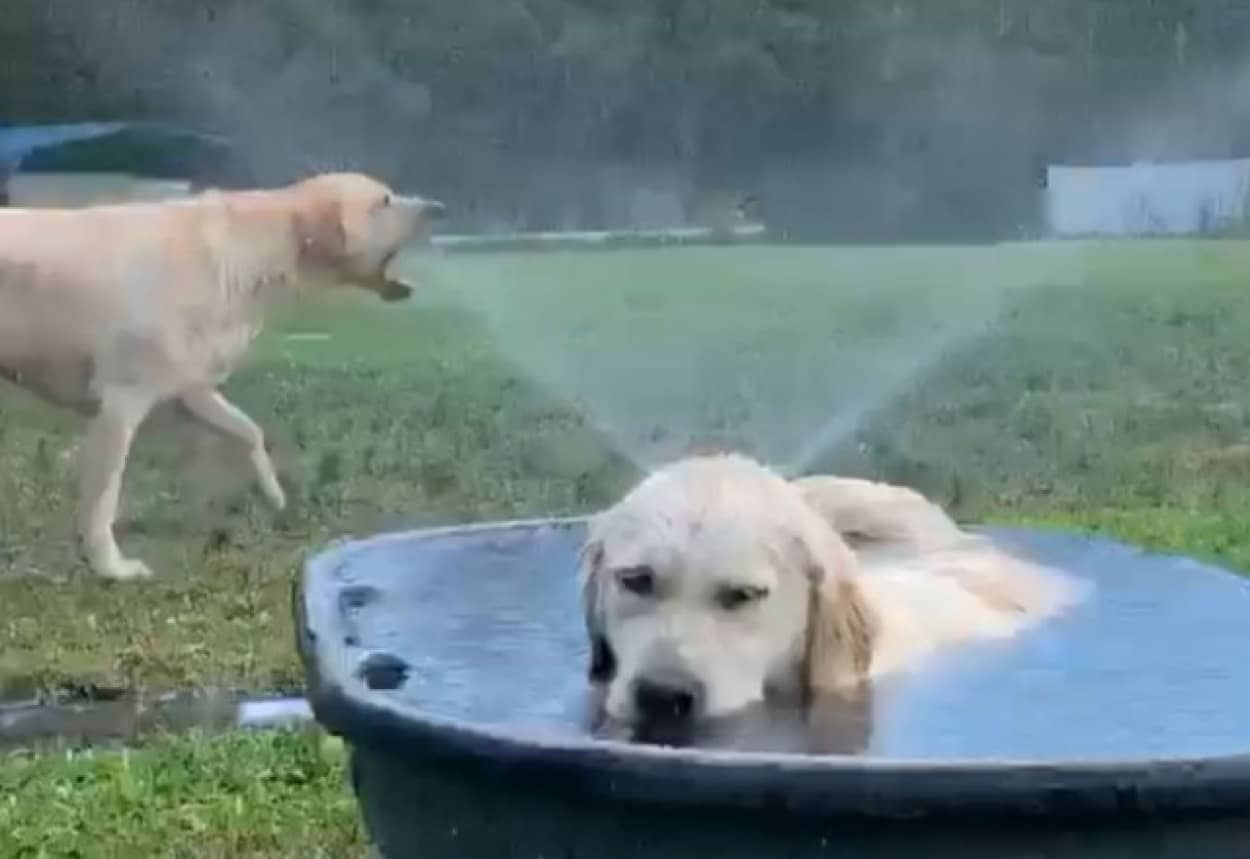この世には2種類の犬がいる 動く犬 静かなる犬 カラパイア
