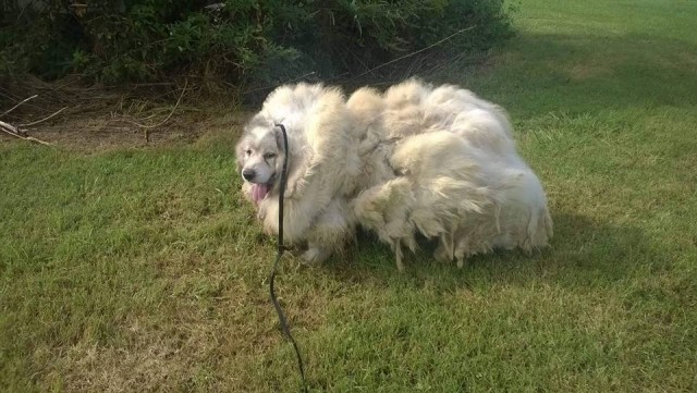 6年間小屋に放置され 羊のような状態で発見された犬が無事保護されヘアカットされる アメリカ カラパイア