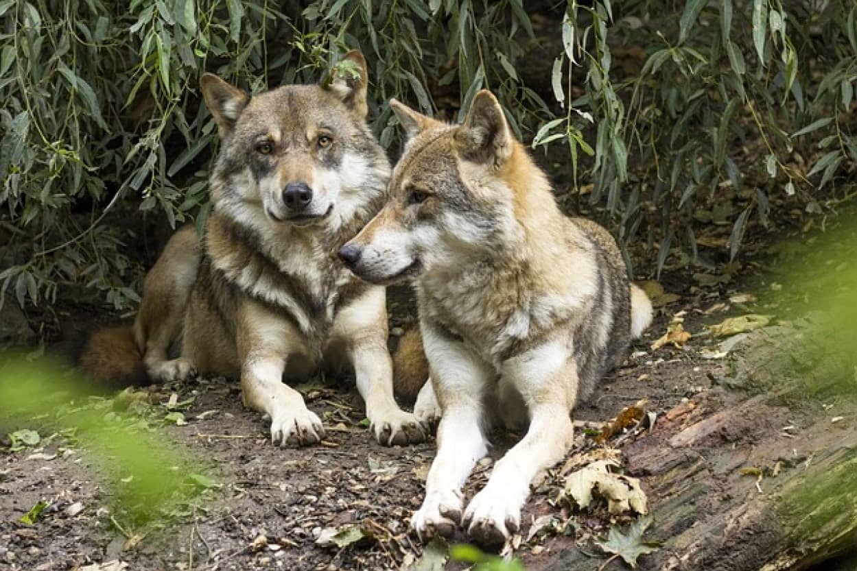 野生のオオカミの腸内細菌が犬の胃腸病の改善に役立つ可能性