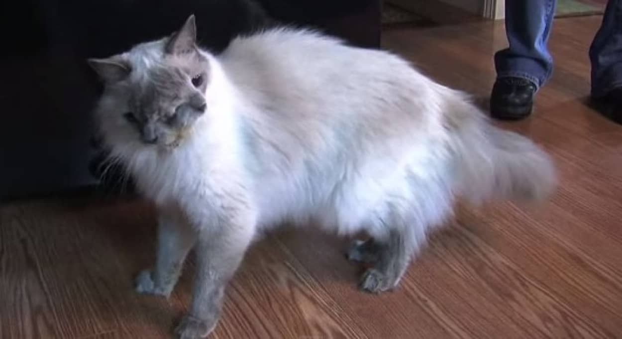 Rip ギネス記録に認定された2つの顔を持つ猫 フランク ルイが15歳でこの世を去る カラパイア Rip ギネス記録に認定された2つの顔を持つ猫 フランク ルイが15歳でこの世を去る カラパイア