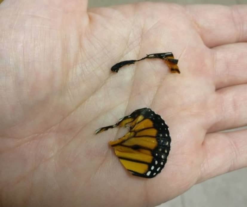 羽が欠けた状態で生まれてきた蝶々 死んだ蝶々の羽を利用して修復に成功 蝶と幼虫出演中 カラパイア
