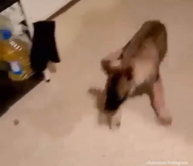 ひらめいた 水遊びがしたい犬が飲み水に肉球をつけてスポポポポ ン カラパイア