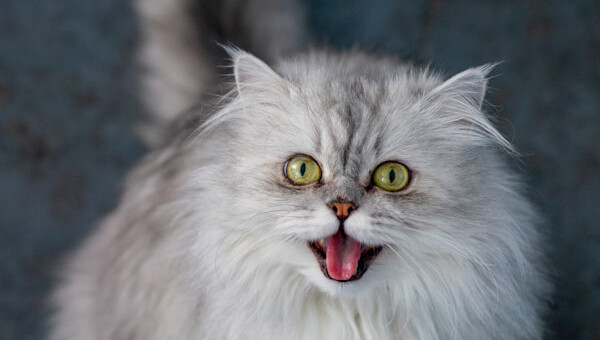 人が猫をしつけているのではない。猫が人をしつけているのだ。猫が人間に対して鳴く理由