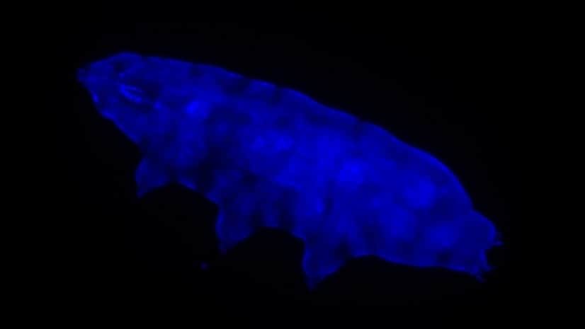 101320_jl_tardigrade_feat-1028x579_e