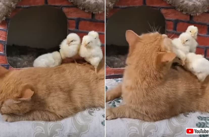 私の下に隠れて ヒヨコを全力で守ろうとする猫 カラパイア 私の下に隠れて ヒヨコを全力で守ろうとする猫 カラパイア