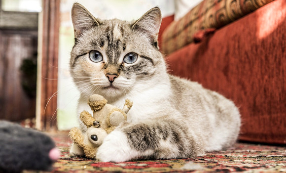 アメリカで人気のある猫の名前は 19年ランキングが発表 そして日本は カラパイア