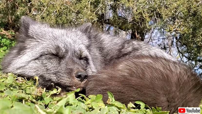 どんな夢を見てるの 寝ながらおしゃべりするかわいいキツネ 要音声 カラパイア