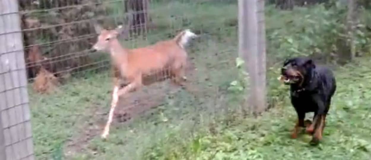 フェンス越しに芽生えた友情 ロットワイラー犬と鹿のおいかけっこ カラパイア