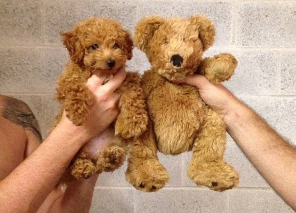 はからずも何にでもなれる犬さんすごい 擬態達犬たちのそっくり比較写真 カラパイア はからずも何にでもなれる犬さんすごい 擬態達犬たちのそっくり比較写真 カラパイア